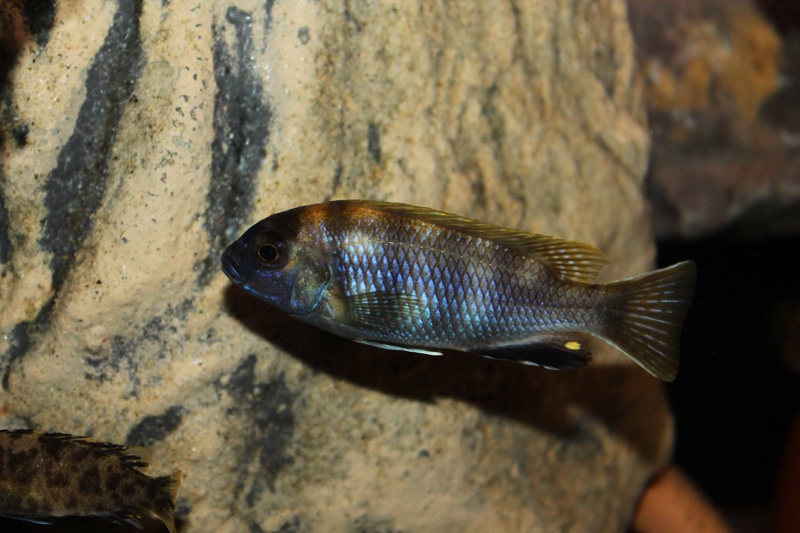 Pseudotropheus livingstonii 'Liuli'